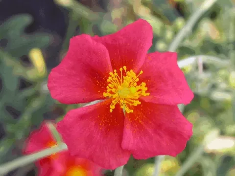 Helianthemum 'Henfield Brilliant'