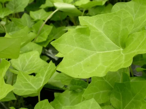 Hedera h. 'Hibernica' 80/100