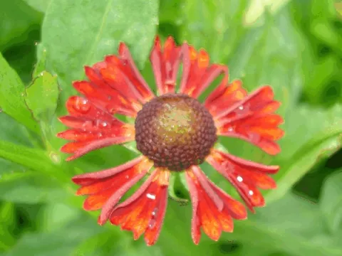 Helenium hybr. 'Indianersommer'