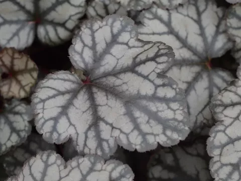 Heuchera 'Jade Gloss'