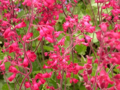 Heuchera sang. 'Leuchtkaefer'