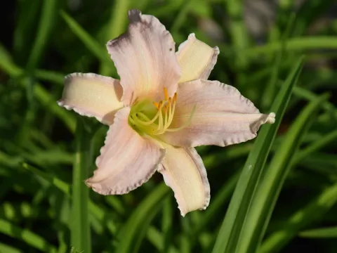 Hemerocallis 'Luxury Lace'