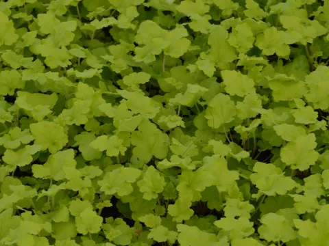 Heuchera 'Lime Marmelade'