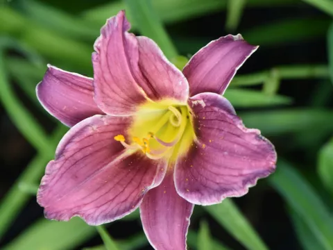 Hemerocallis 'Little Missy'
