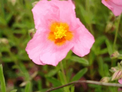 Helianthemum 'Lawrenson's Pink'