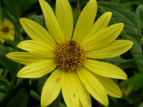 Helianthus 'Lemon Queen'