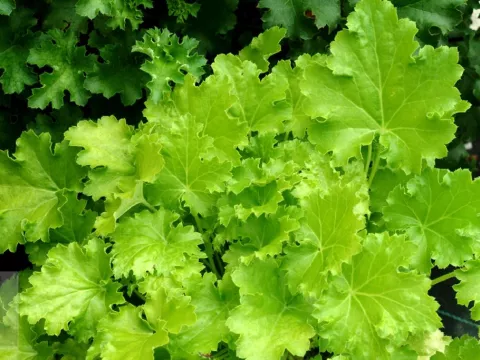 Heuchera 'Lime Rickey'