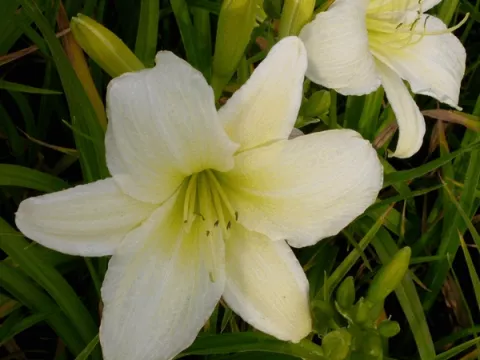 Hemerocallis 'Light The Way'