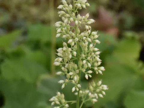 Heuchera villosa var. macrorrhiza