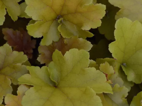 Heuchera 'Marmelade'