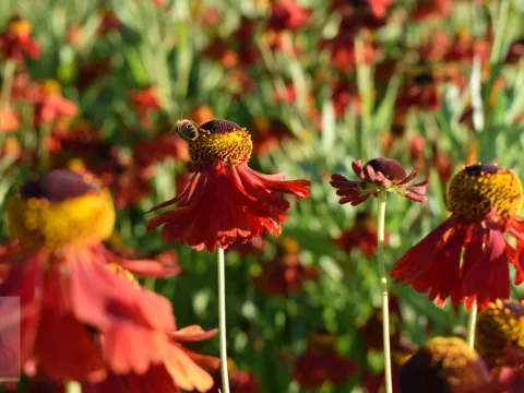 Helenium hybr. 'Moerheim Beauty'