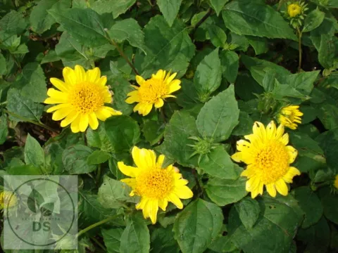 Helianthus dec. 'Meteor'
