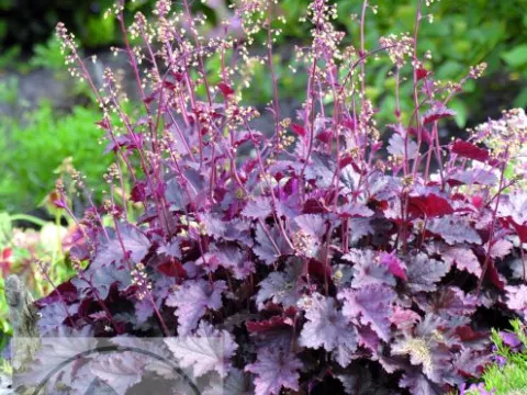 Heuchera am. 'Melting Fire'