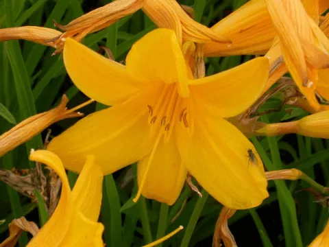 Hemerocallis middendorffii