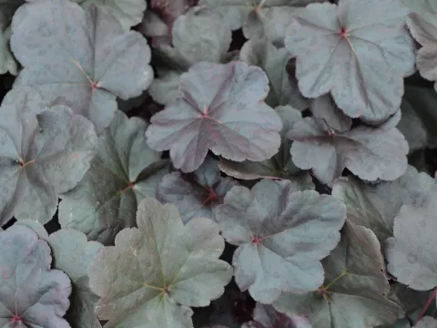 Heuchera 'Obsidian'