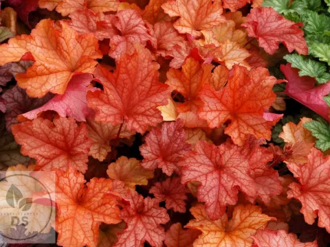 Heuchera 'Paprika' PBR