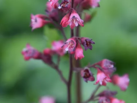 Heuchera 'Paris'