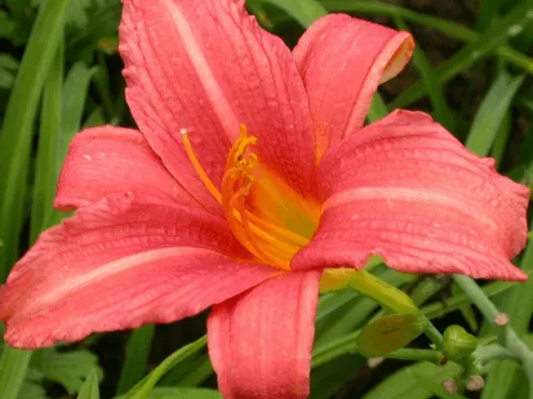 Hemerocallis 'Pink Damask'