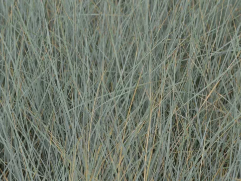 Helictotrichon semp. 'Pendula'