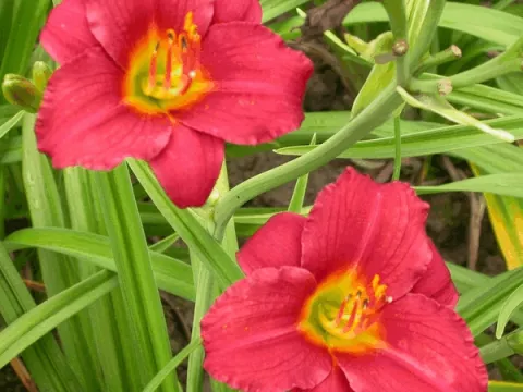 Hemerocallis 'Pardon Me'