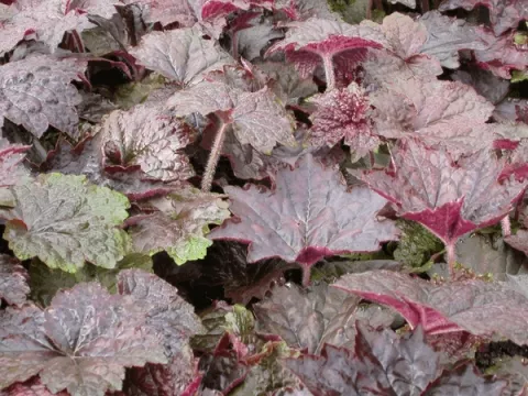 Heuchera micr. 'Palace Purple'