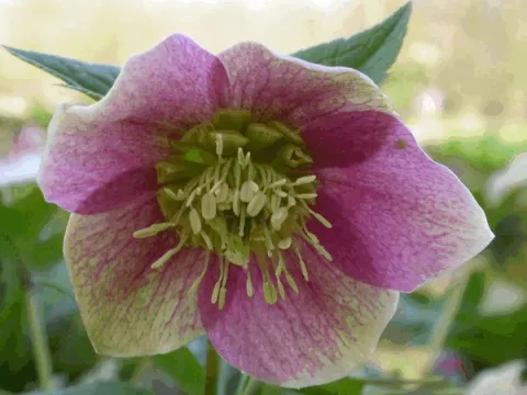 Helleborus purpurascens