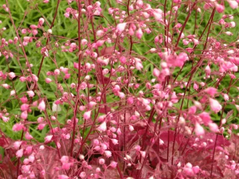 Heuchera 'Rachel'
