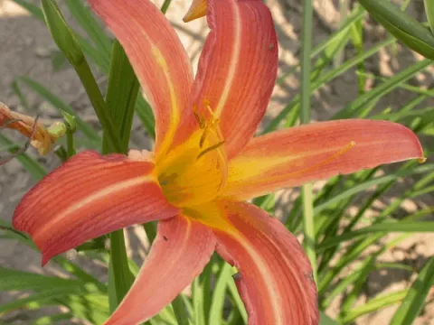 Hemerocallis 'Rajah'
