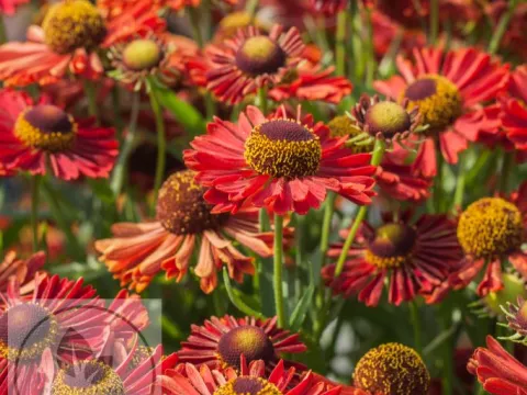 Helenium hybr. 'Ranchera' 