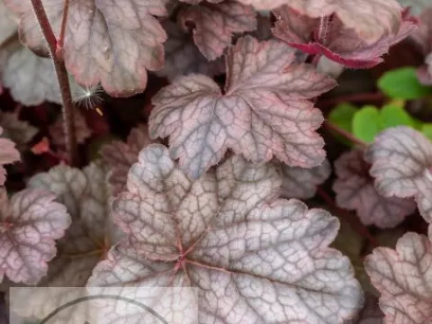 Heuchera 'Regina'