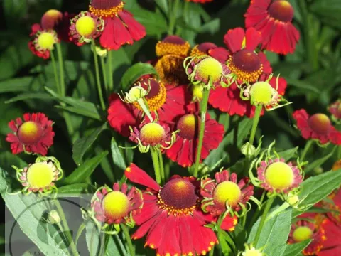 Helenium hybr. 'Red Jewel'