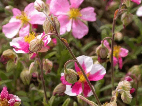 Helianthemum 'Raspberry Ripple'