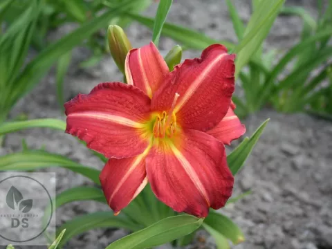 Hemerocallis 'Red Rum'
