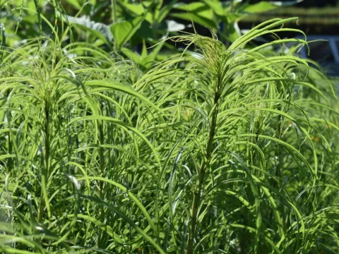 Helianthus salicifolius