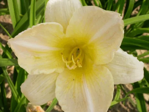Hemerocallis 'Snowy Apparition'