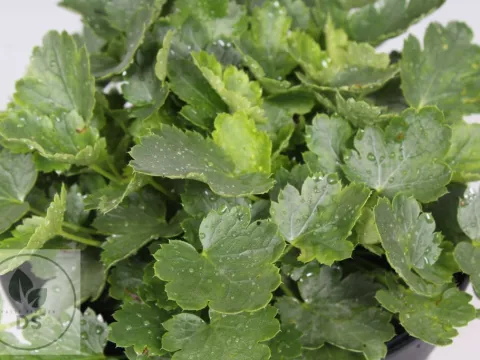 Heuchera briz. 'Schneewittchen'