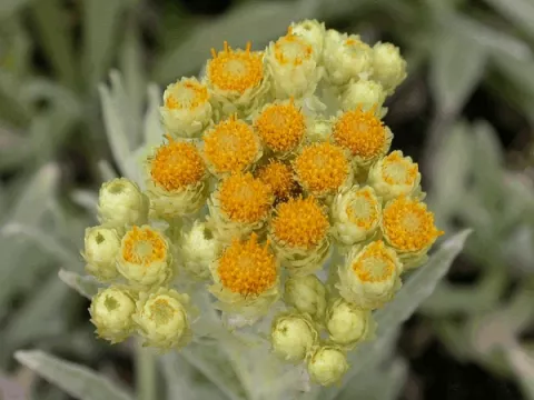 Helichrysum 'Schwefellicht'