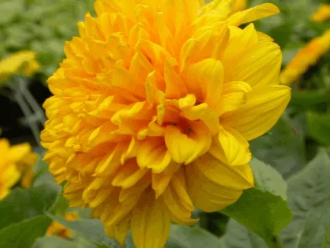 Helianthus dec. 'Soleil d'Or'