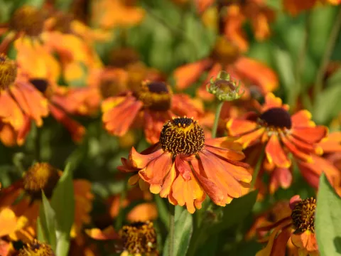 Helenium hybr. 'Sahin's Early Flowerer'