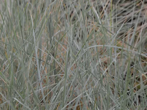 Helictotrichon sempervirens