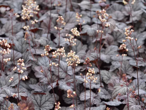 Heuchera 'Shanghai'