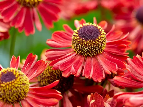 Helenium hybr. 'Siesta'