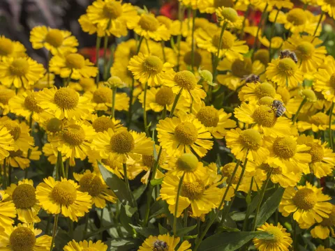 Helenium hybr. 'Sombrero'