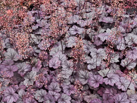 Heuchera 'Sugar Plum'