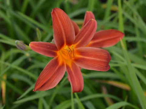 Hemerocallis 'Sammy Russell'