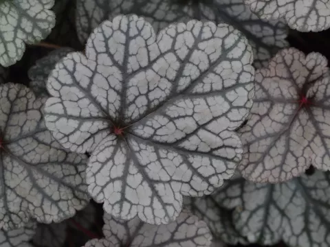 Heuchera 'Silver Scrolls'