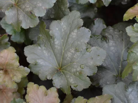Heuchera 'Stormy Seas'