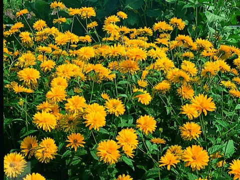Heliopsis hel. 'Summer Sun'