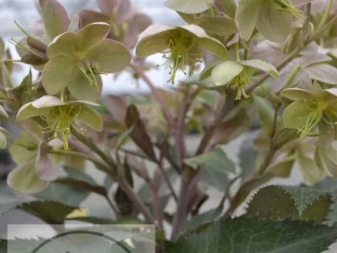 Helleborus x sternii