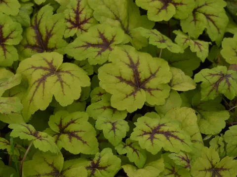Heucherella 'Stoplight'
